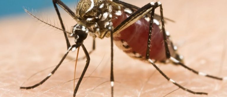 Комар Aedes aegypti