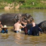 Купание слонов в чистой воде