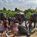 Общение со слонами Elephant Jungle в Паттайе