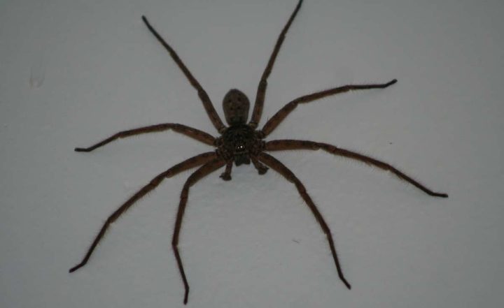 Паук Охотник (Huntsman)