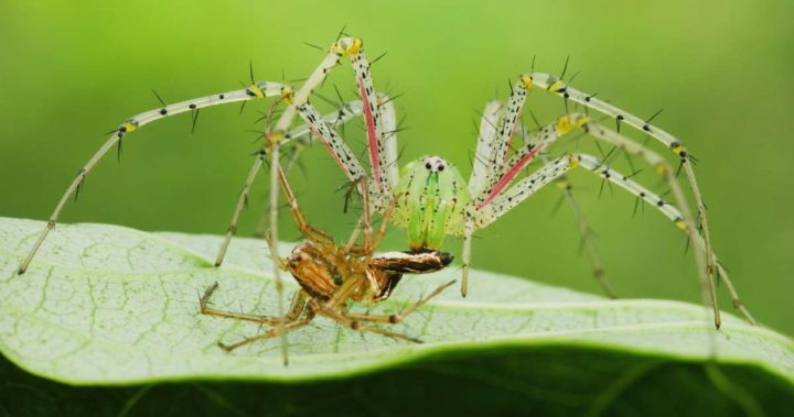 Паук рысь (Lynx Spider)