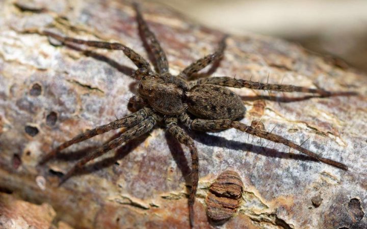Паук Волк (Wolf Spider)
