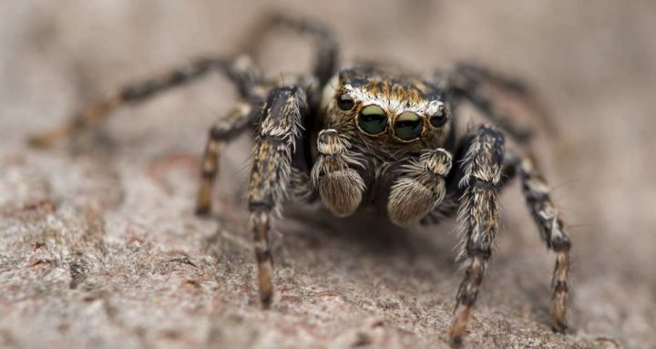Прыгающий паук в Таиланде (Jumping Spider)